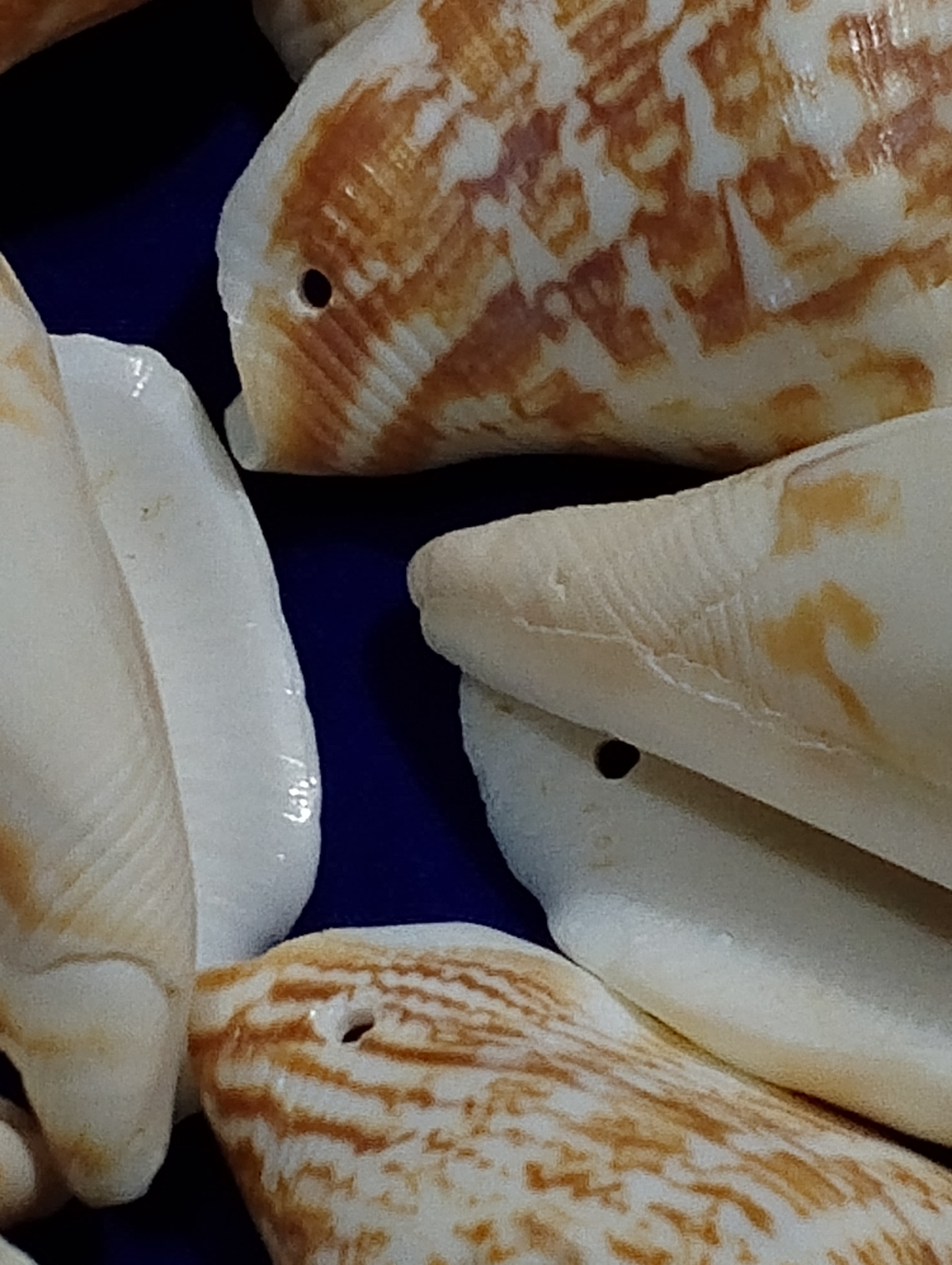 Natural Sea Shell For DIY Crafts | 5, 15, 20, 25, Mix Size pcs (4cm to 5.5cm) | Real Whole Shell With Hole | Use As Beads, Pendent Or Aquarium | Ideal For DIY Jewelry Making, Crafting, And Home Decoration